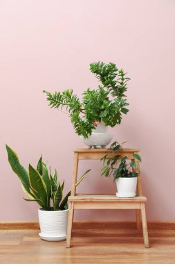 Stepladder with potted houseplants near pink wall
