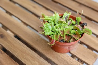 Dionaea muscipula ahşap tablo