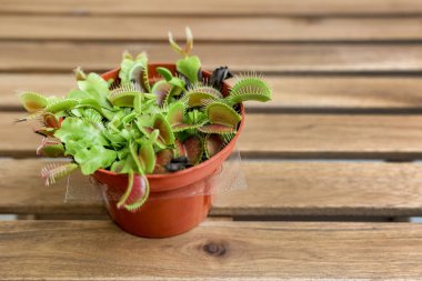 Dionaea muscipula ahşap tablo