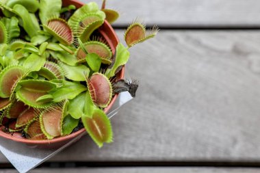 Dionaea muscipula açık ahşap zemin, üst manzara