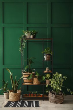 Salonda yeşil duvarın yanında saksı bitkileri olan raf ünitesi.