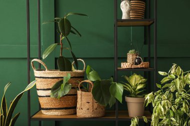 Yeşil duvarın yanında saksı bitkileri olan raf ünitesi.