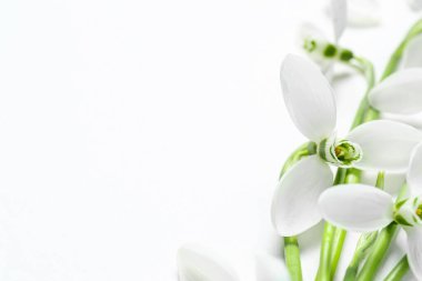 Beyaz arkaplanda güzel kar damlası, yakın plan