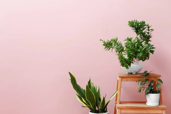 Stepladder Potted Houseplants Pink Wall — Stockfoto