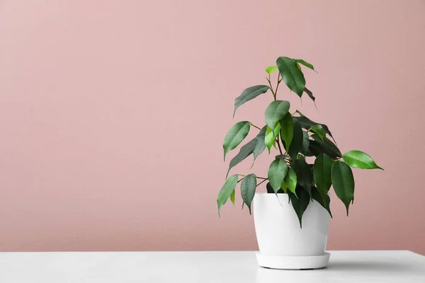 Ficus Benjamina Table Pink Wall — Stock Photo, Image