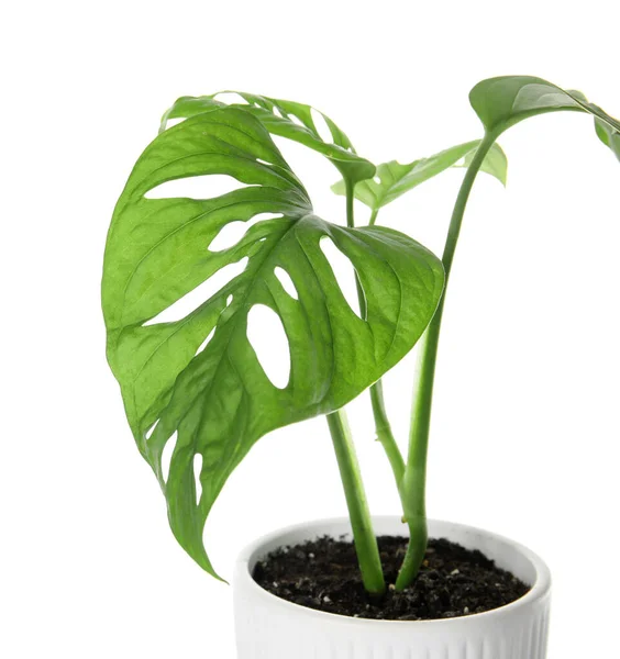 Stock image Green Monstera in pot on white background