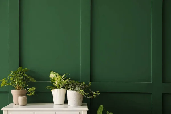 Piante Appartamento Vaso Sul Tavolo Vicino Muro Verde — Foto Stock