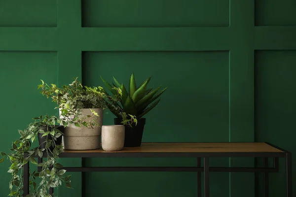 Горшечные Растения Полке Возле Зеленой Стены — стоковое фото