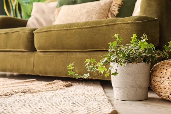 客厅沙发旁边的绿色家居植物 — 图库照片