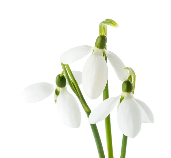 Gyönyörű Hóvirág Elszigetelt Fehér Background — Stock Fotó