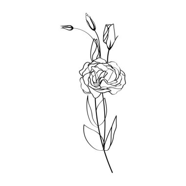 Beyaz arka plan üzerinde güzel eustoma çiçek