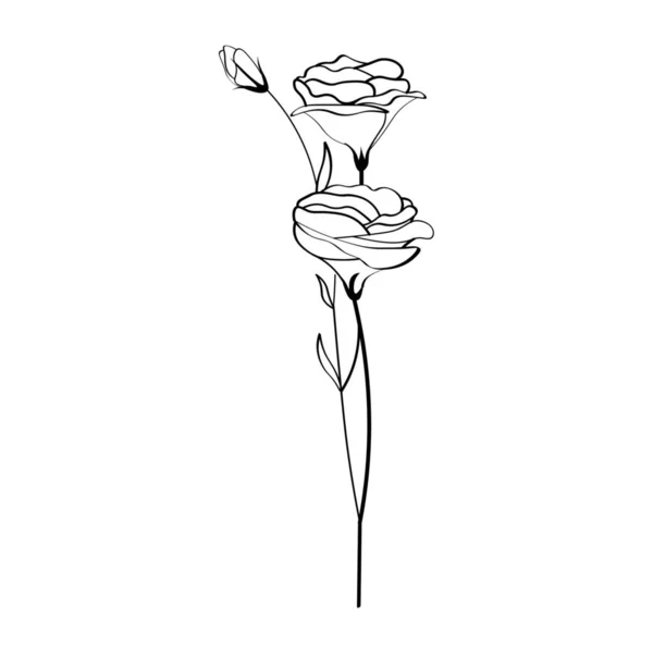 Schöne Eustoma Blumen Auf Weißem Hintergrund — Stockvektor