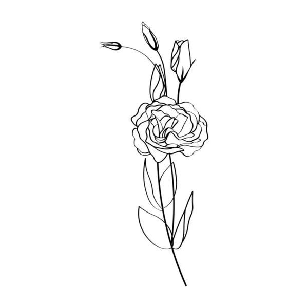Krásný Eustoma Květy Bílém Pozadí — Stockový vektor