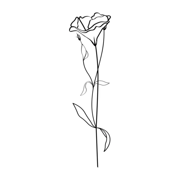Beautiful Eustoma Flower White Background — Stock Vector