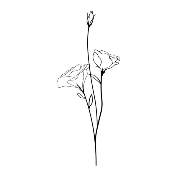 Belles Fleurs Eustomes Sur Fond Blanc — Image vectorielle