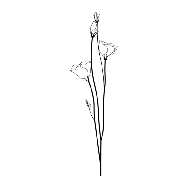 Krásný Eustoma Květy Bílém Pozadí — Stockový vektor