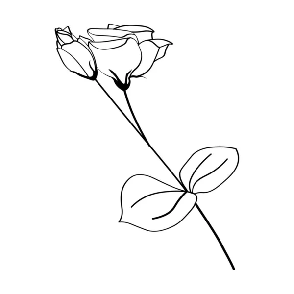 Gyönyörű Eustoma Virágok Fehér Háttér — Stock Vector