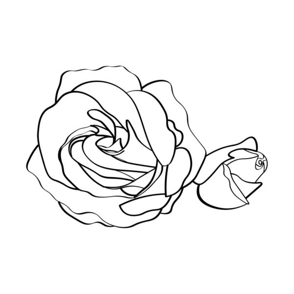 Beyaz Arka Plan Üzerinde Güzel Eustoma Çiçek — Stok Vektör