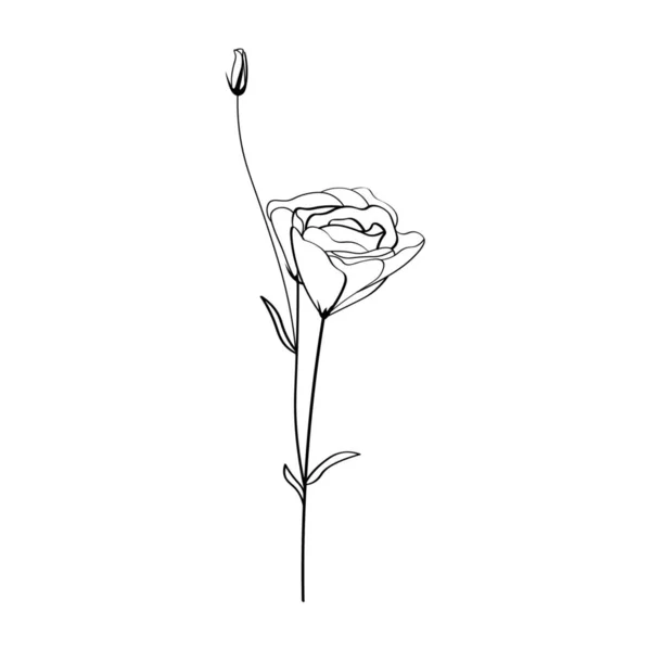Gyönyörű Eustoma Virág Fehér Háttér — Stock Vector