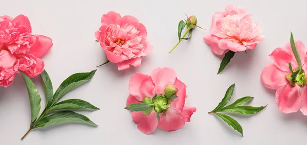 stock image Beautiful pink peony flowers on light background