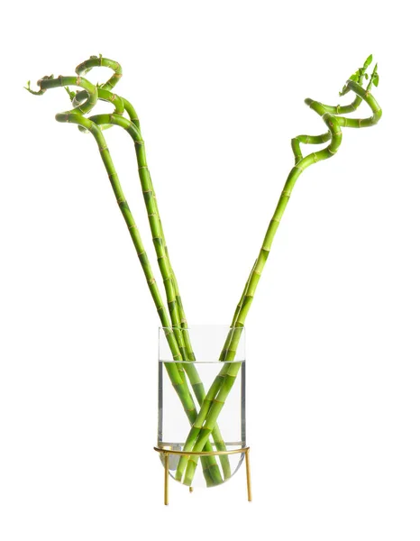 白い背景で隔離の花瓶でタケ植物 — ストック写真