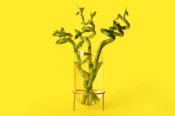 Planta Bambu Vaso Sobre Fundo Amarelo — Fotografia de Stock