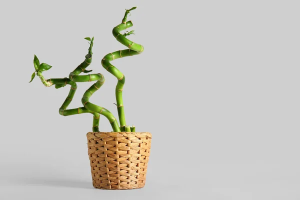 Pote Com Planta Bambu Fundo Cinza — Fotografia de Stock