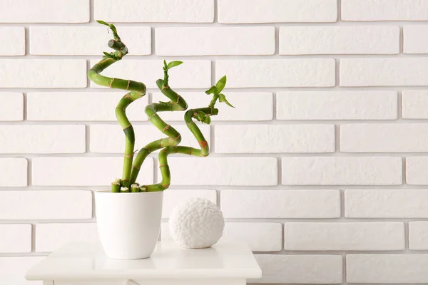 Pot Bamboo Plant Table White Brick Wall — Stockfoto
