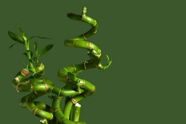 緑の背景に竹の植物の茎 クローズアップ — ストック写真