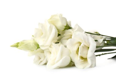Delicate eustoma flowers on white background, closeup