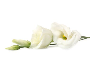 Delicate eustoma flowers on white background, closeup