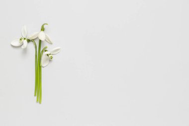 Gri arkaplanda çiçek açan kardamlaları