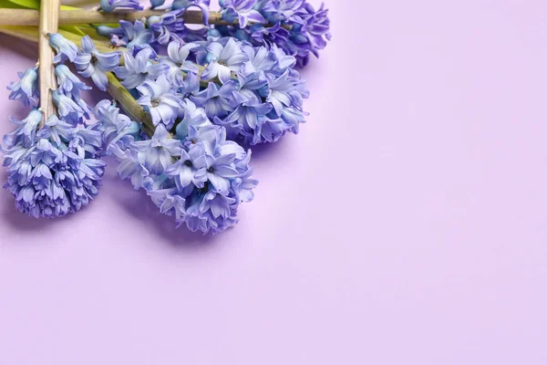 Blooming Hyacinth Flowers Lilac Background — Stock Photo, Image