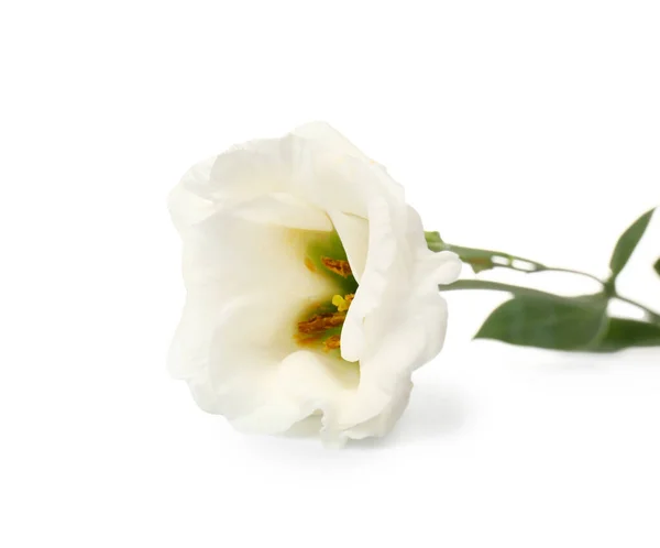Beyaz Arkaplanda Narin Bir Östoma Çiçeği Yakın Plan — Stok fotoğraf