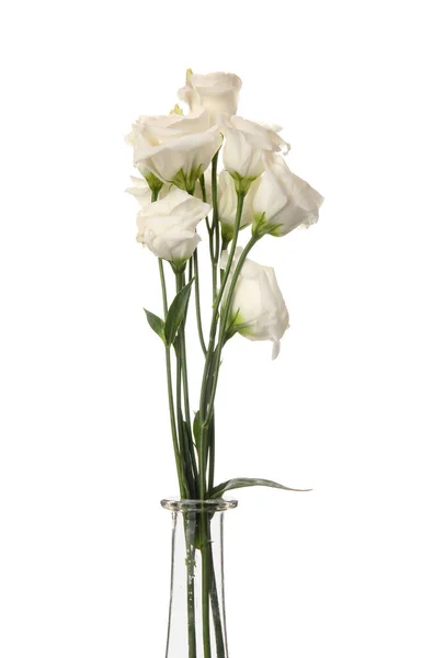 Glass Vase Beautiful Eustoma Flowers Isolated White Background — Stock Photo, Image