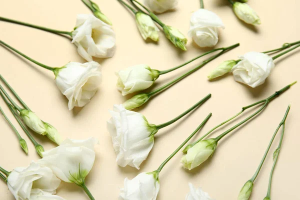 Composição Com Flores Brancas Eustoma Fundo Cor Close — Fotografia de Stock