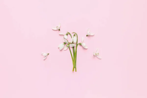 Virágzó Hóvirág Rózsaszín Háttér — Stock Fotó