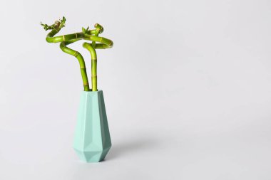 Vase with bamboo plant on grey background