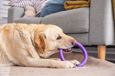 Şirin Labrador köpeği evde oyuncakla oynuyor, yakın plan.