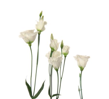 Beyaz arka planda güzel Eustoma çiçeklerinin dalları, yakın plan