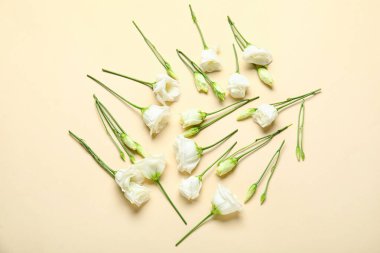 Renk arkaplanında beyaz Eustoma çiçekleri olan kompozisyon
