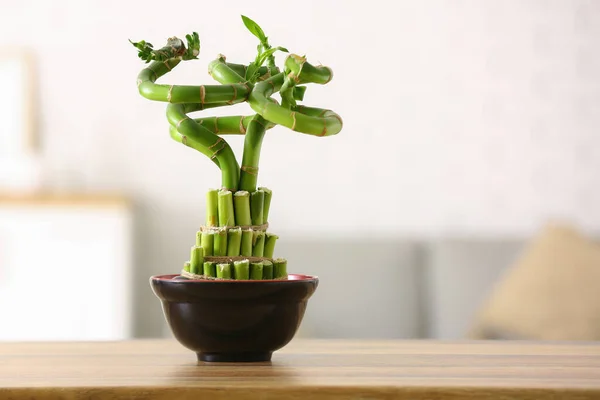 Pot with bamboo plant on table in living room