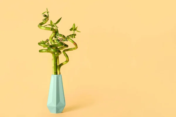 Vaso Com Planta Bambu Fundo Bege — Fotografia de Stock
