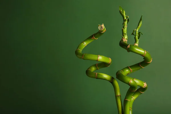 Φύτρα Μπαμπού Πηγάζει Πράσινο Φόντο Closeup — Φωτογραφία Αρχείου