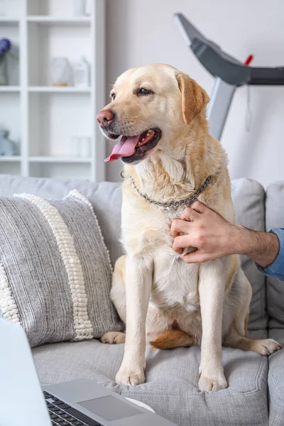 Cão Bonito Labrador Com Proprietário Sentado Sofá Casa — Fotografia de Stock