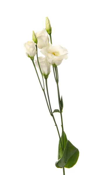 Filial Vackra Eustoma Blommor Vit Bakgrund Närbild — Stockfoto