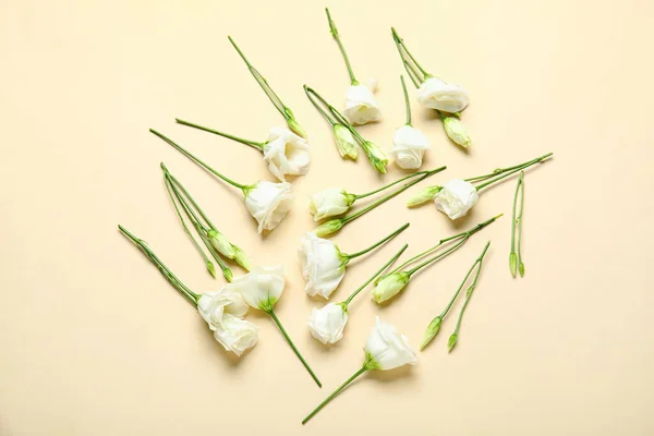 Samenstelling Met Witte Eustoma Bloemen Kleur Achtergrond — Stockfoto