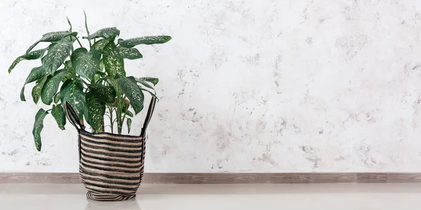 stock image Basket with houseplant near light wall in room. Banner for design