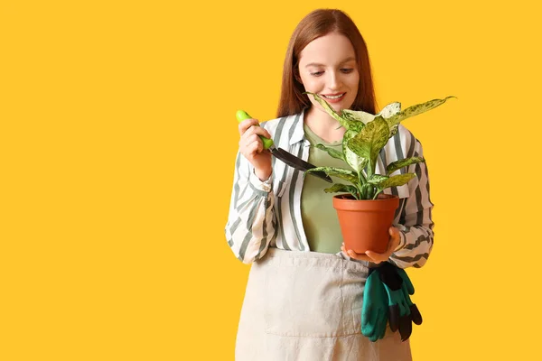 年轻女子 有铲子和黄色背景的绿色家居植物 — 图库照片