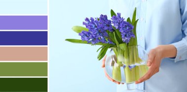 Elinde güzel sümbül çiçekleri olan açık mavi arka planda bir vazo tutan kadın. Farklı renk desenleri